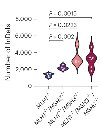 Open access visualization of Violin Plot, Scatter Plot, InDel Burden, MMR PDO Genotypes, Extended Culture