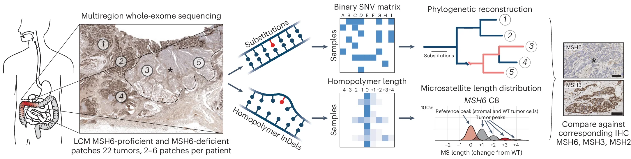 Open access visualization of Workflow, Heatmap, Line Plot, Microscopy, Phylogenetic reconstruction