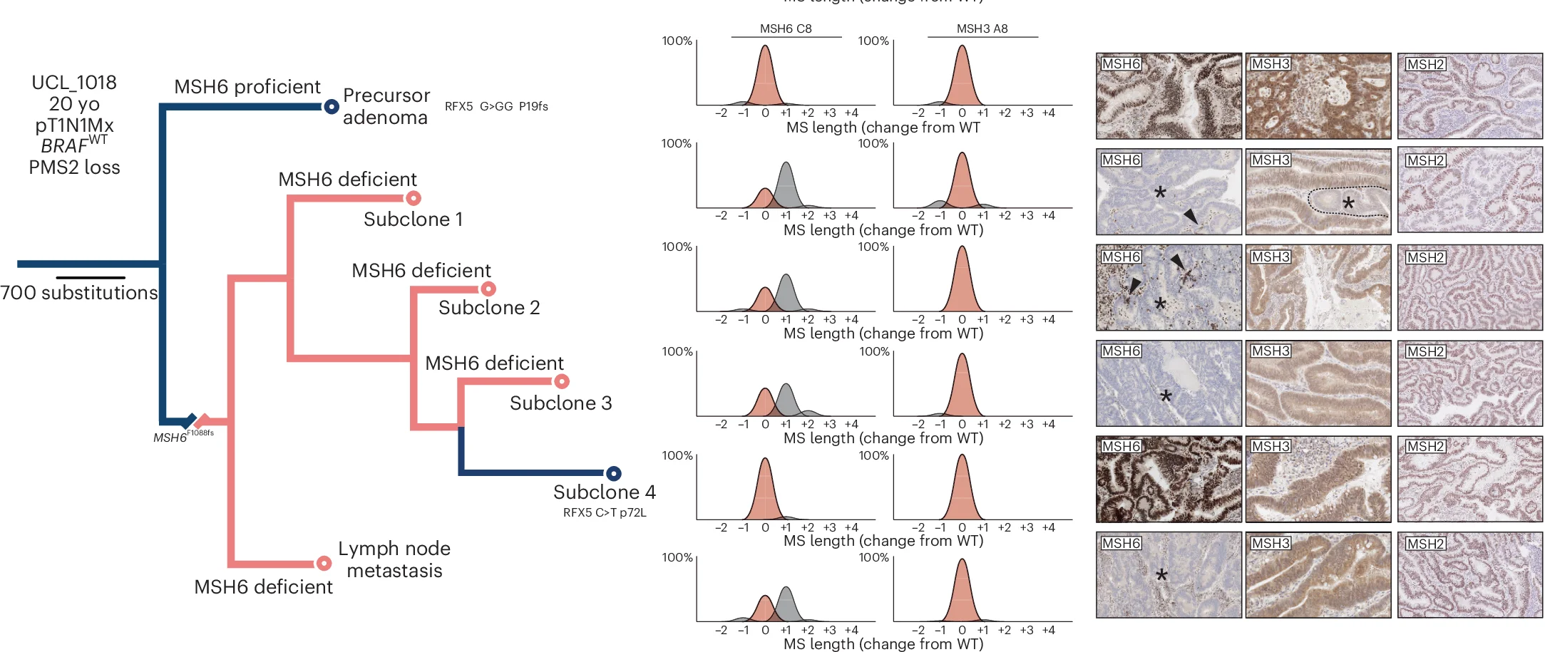 Open access visualization of Workflow, Density Plot, Microscopy, Phylogenetic Trees, SNV Mutation