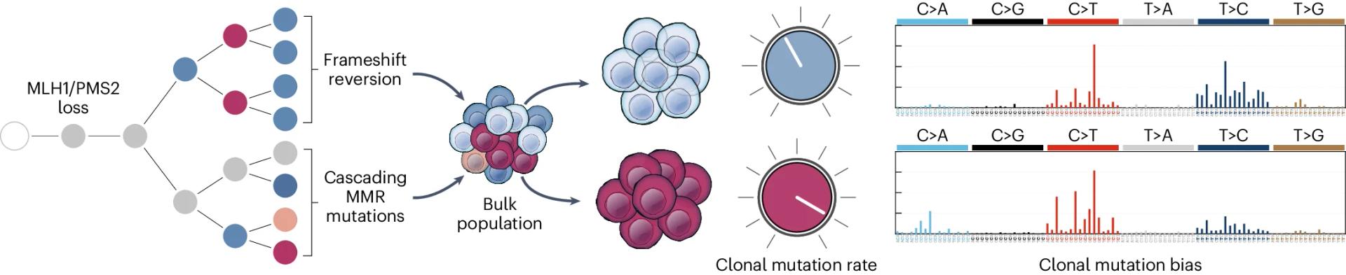 Open access visualization of Workflow, Bar Plot, MMR Mutations, Mutation Rate, Mutation Bias