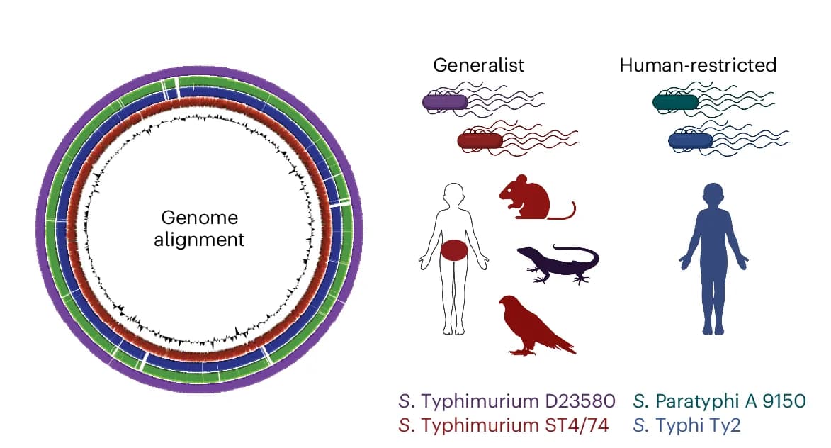 Open access visualization of Illustration, Genome Alignments, GC Skew, Host Range, Salmonella