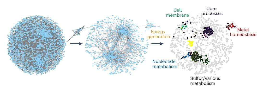 Open access visualization of Network, Pathway, Workflow, Cofitness Network Analysis, Genes