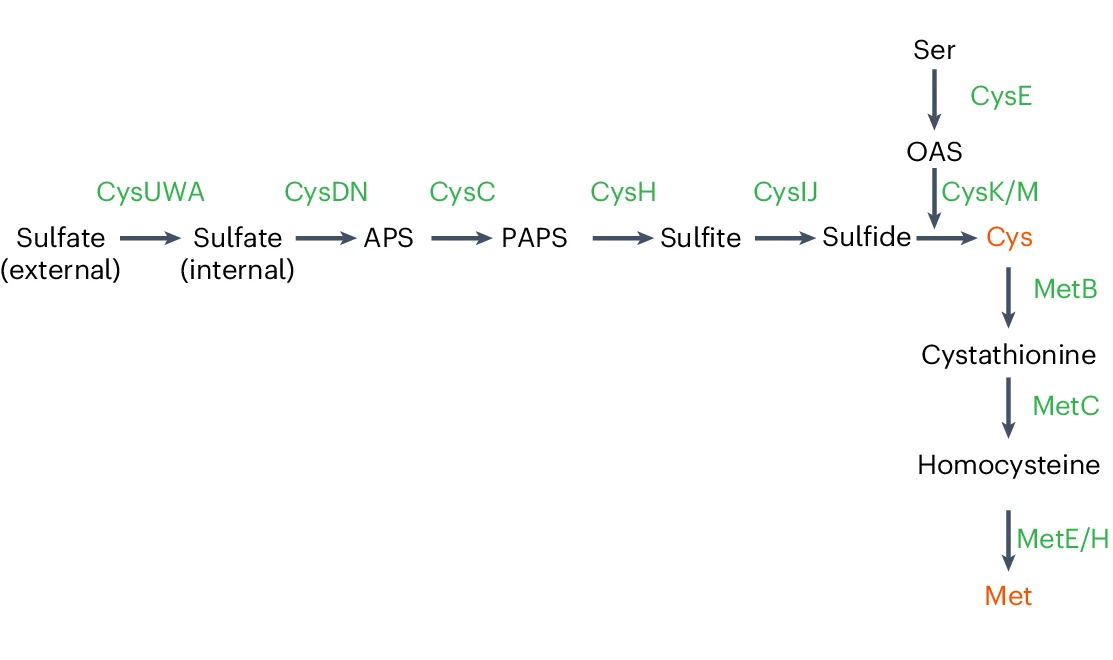 Open access visualization of Workflow, Flowchart, Schematic, Endogenous Synthesis, Cys