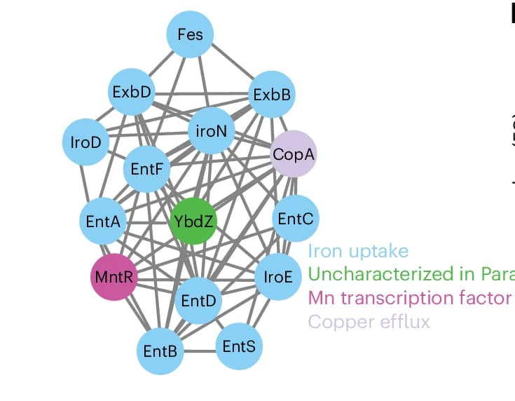 Open access visualization of Network, Pathway, Genes, Metal Homeostasis, SAFE