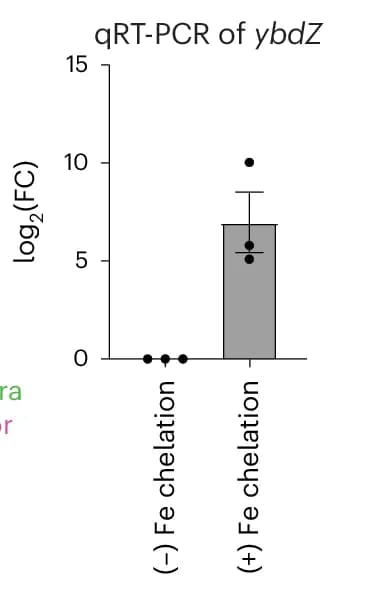 Open access visualization of Bar Plot, Error Bars, Scatter Plot, Transcript Levels, ybdZ