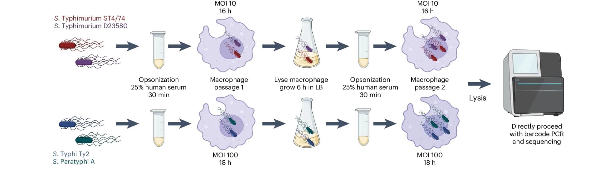 Open access visualization of Workflow, Macrophage Infections, Opsonization, Cell Infection, Lysis