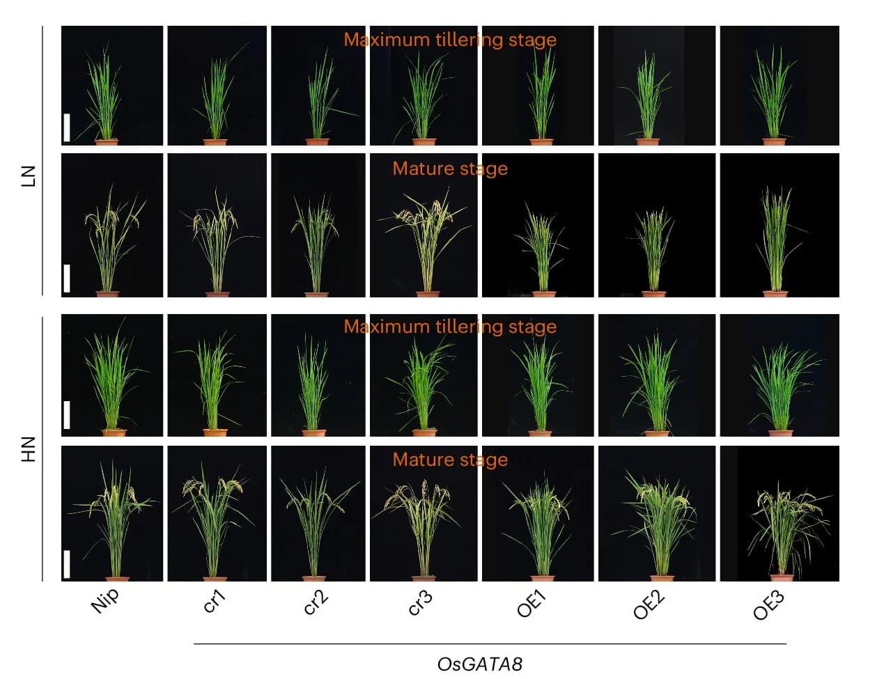 Open access visualization of Photo, Plant Phenotypes, Tillering Stage, Nitrogen Conditions, Knockout Lines
