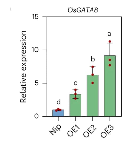 Open access visualization of Bar Plot, Error Bars, Gene Expression, OsGATA8, Root Tissue