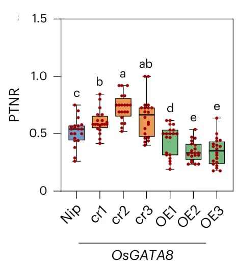 Open access visualization of Box Plot, Scatter Plot, Productive Tiller Number, Nitrogen Conditions, Knockout Lines