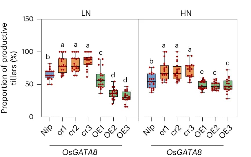 Open access visualization of Box Plot, Scatter Plot, Proportion of Productive Tillers, Nitrogen Conditions, Knockout Lines