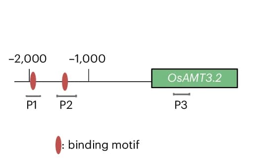 Open access visualization of Illustration, OsAMT3.2, Promoter, Transcribed Region, Probes