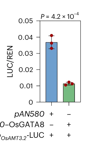 Open access visualization of Bar Plot, Error Bars, LUC Assay, Rice Protoplasts, OsGATA8