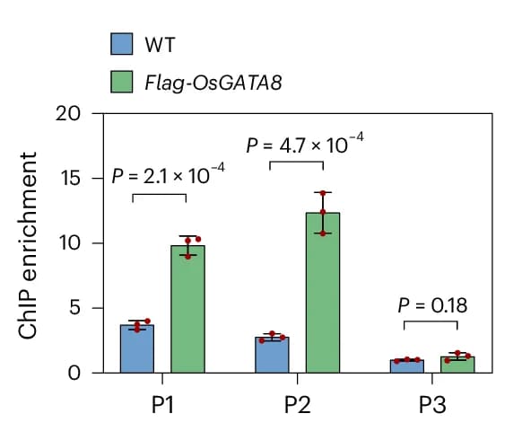 Open access visualization of Bar Plot, Error Bars, Clustered, ChIP-qPCR Assay, OsGATA8
