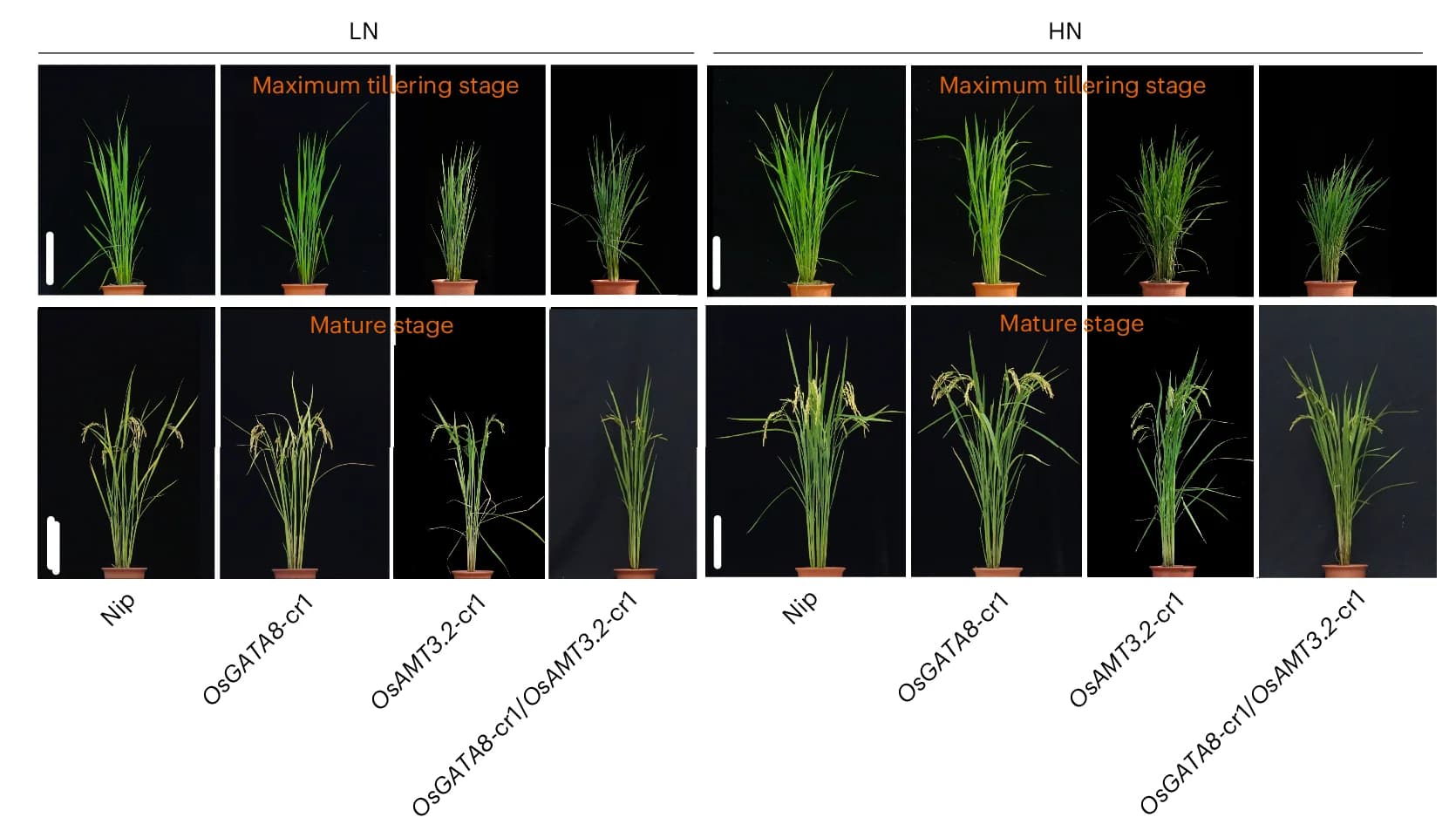 Open access visualization of Photo, Phenotypes, OsGATA8 Knockout Mutant, OsAMT3.2 Knockout Mutant, Double-Knockout Mutant