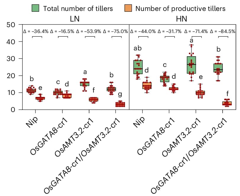 Open access visualization of Box Plot, Scatter Plot, Tillers, Productive Tillers, LN