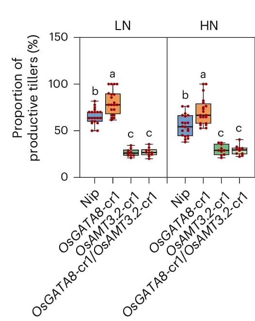 Open access visualization of Box Plot, Scatter Plot, Productive Tillers, LN, HN