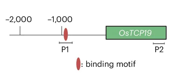 Open access visualization of Illustration, OsTCP19, Promoter, Transcribed Region, EMSA