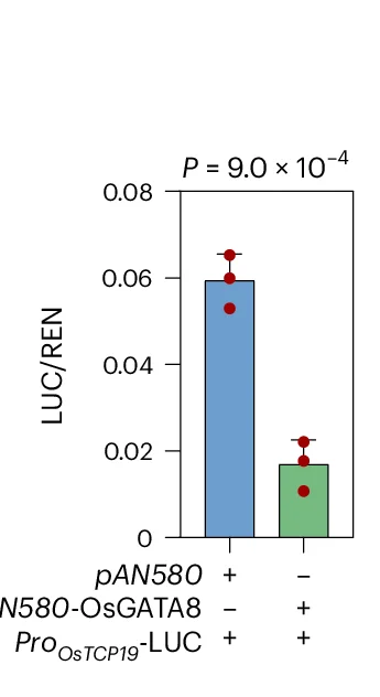 Open access visualization of Bar Plot, Error Bars, LUC Assays, Rice Protoplasts, OsGATA8