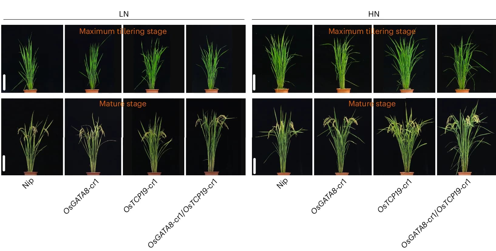 Open access visualization of Photo, Phenotypes, Knockout Mutant, OsGATA8, OsTCP19