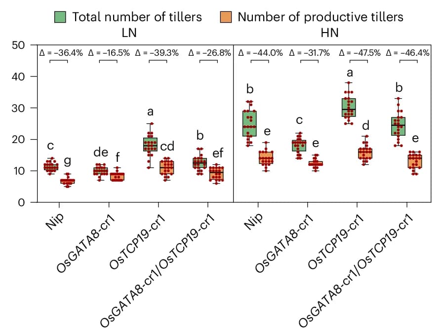 Open access visualization of Box Plot, Scatter Plot, Tillers, Productive Tillers, Genotypes