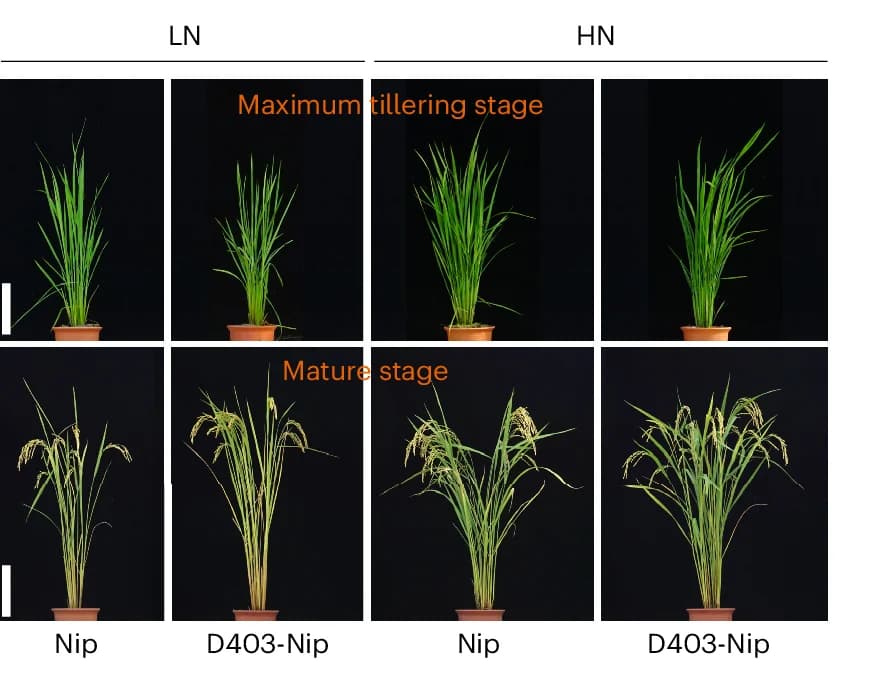 Open access visualization of Photo, Plant Phenotypes, Tillering Stage, Mature Stage, Nitrogen Conditions