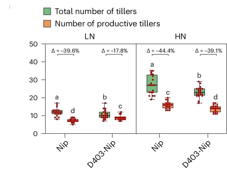 Open access visualization of Box Plot, Scatter Plot, Total Tillers, Productive Tillers, Nitrogen Conditions