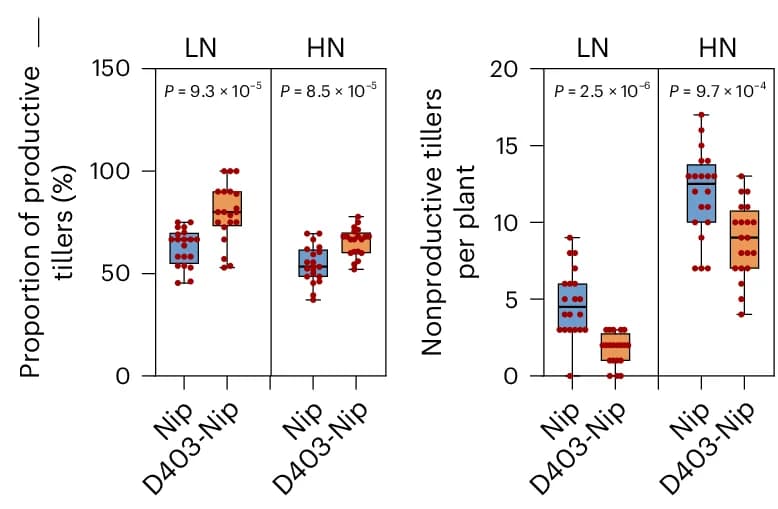 Open access visualization of Box Plot, Scatter Plot, Productive Tillers, Nonproductive Tillers, Nitrogen Conditions