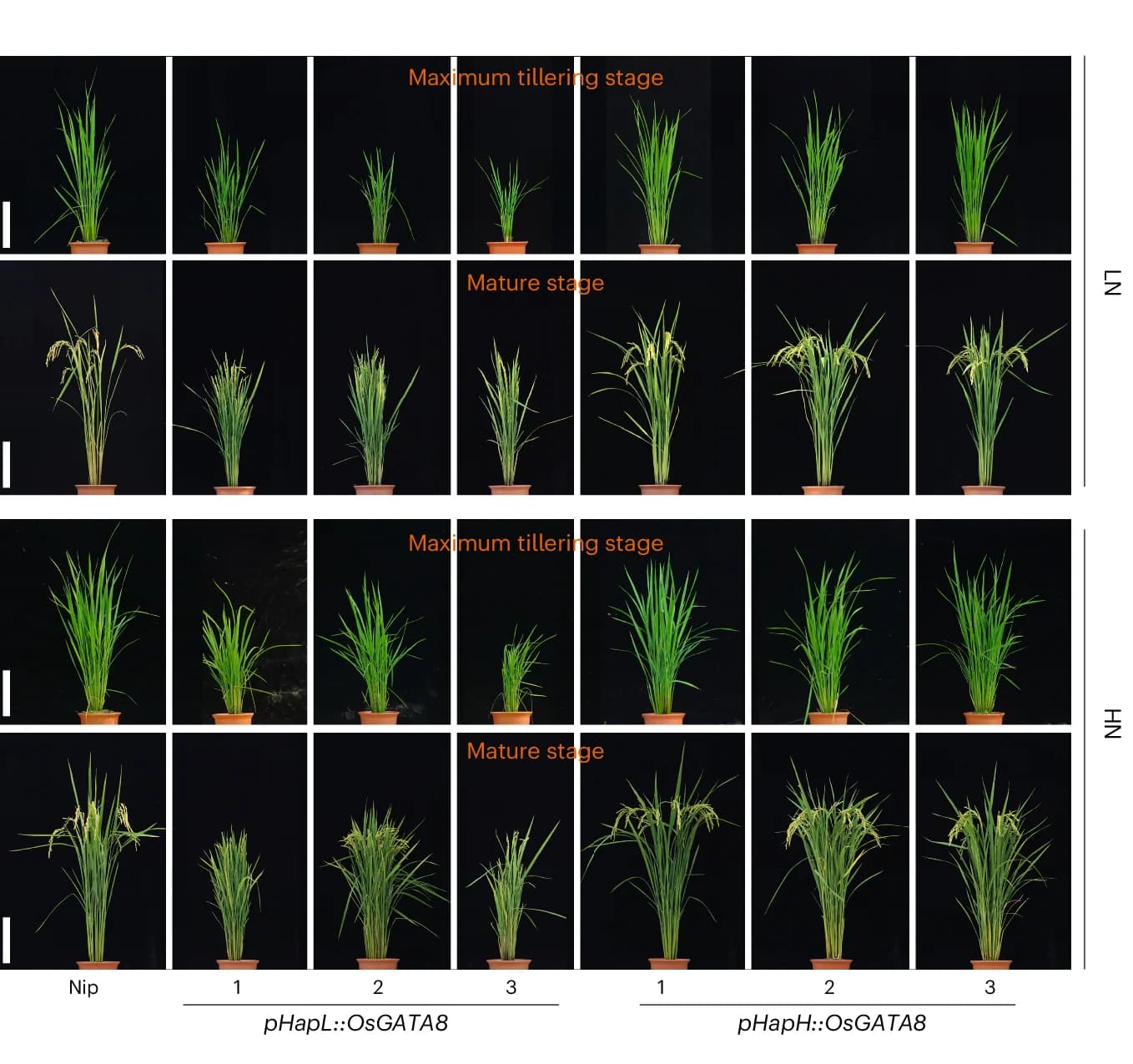 Open access visualization of Photo, Plant Phenotypes, OsGATA8 Transgenic Lines, Promoters, Tillering Stage