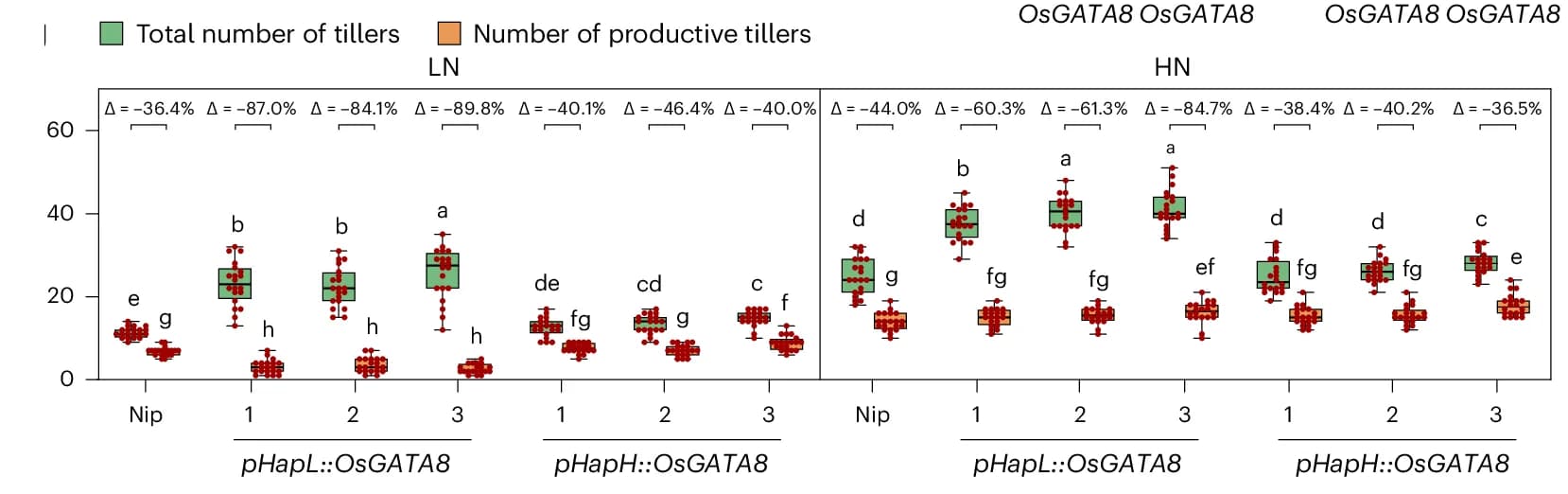 Open access visualization of Box Plot, Scatter Plot, Total Tillers, Productive Tillers, Genotypes