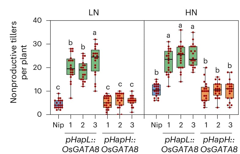Open access visualization of Box Plot, Scatter Plot, Productive Tillers, Nonproductive Tillers, Genotypes