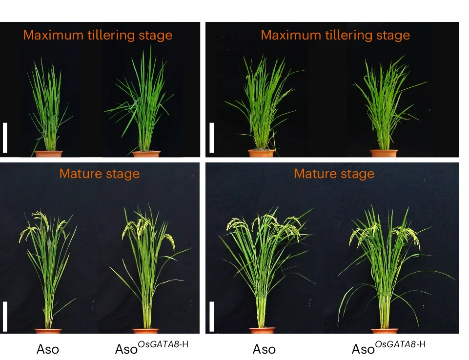 Open access visualization of Photo, Phenotypes, Tillering, Nitrogen, Rice