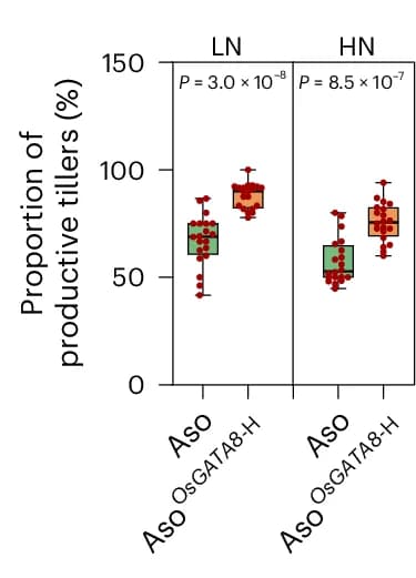 Open access visualization of Box Plot, Scatter Plot, Proportion of Productive Tillers, Tillers, Genotypes