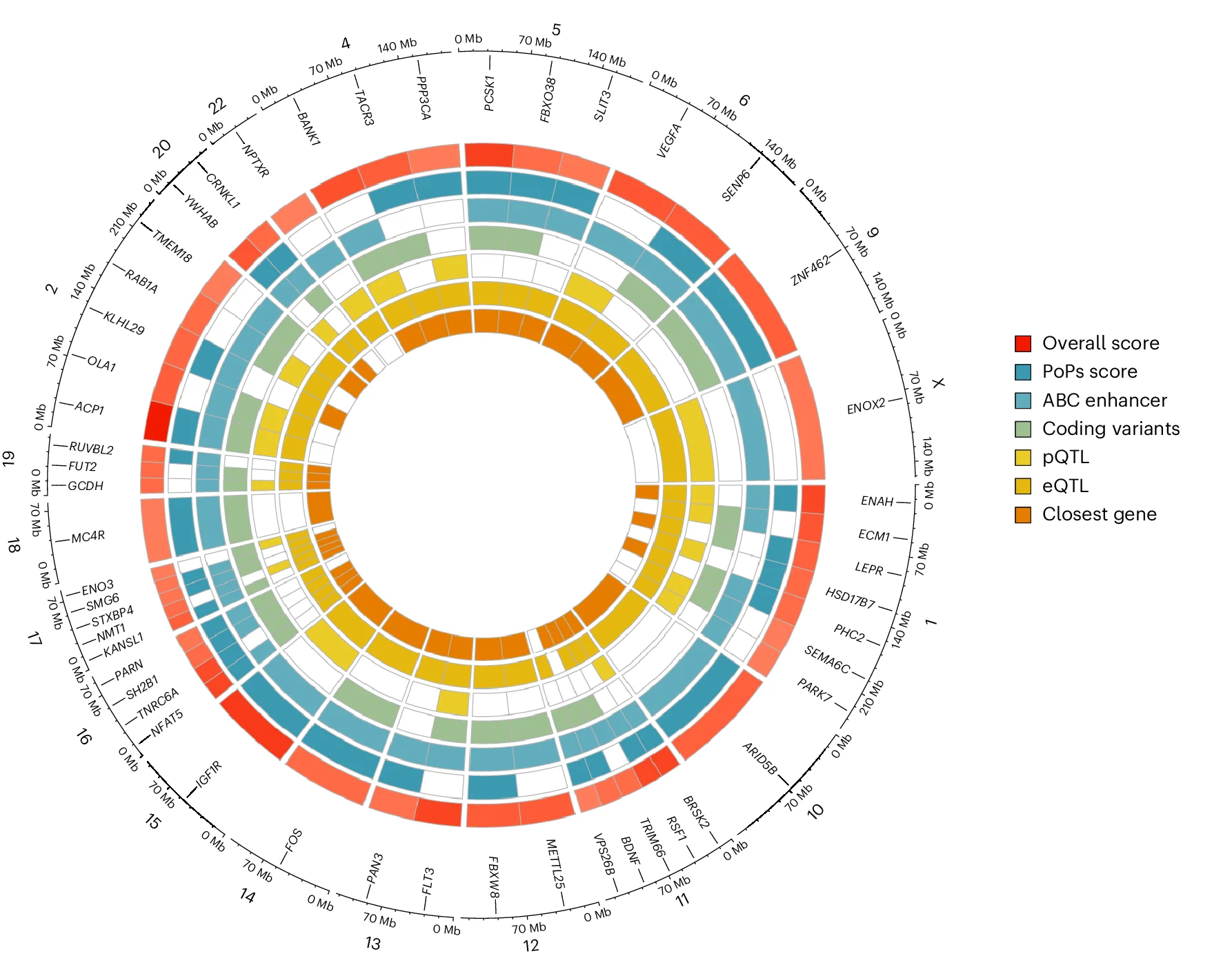Open access visualization of Chord, Network, Bar Plot, Genes, G2G