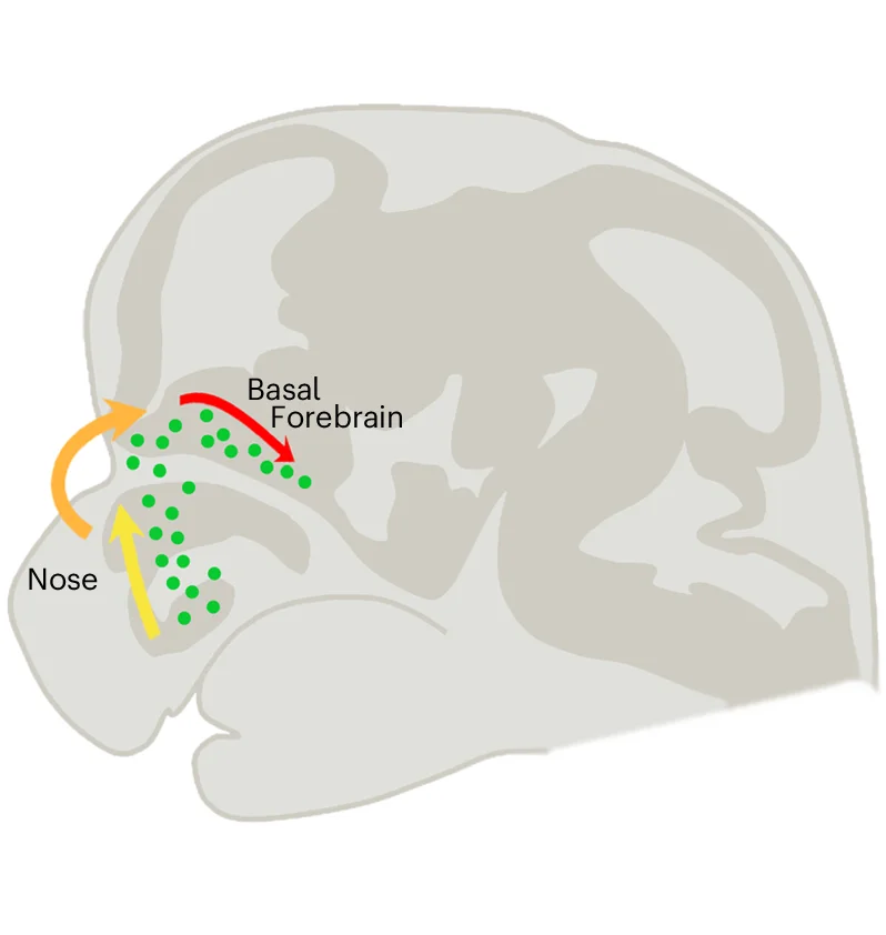 Open access visualization of Illustration, GnRH Neuron, Embryonic Development, RNA-seq, Differentially Expressed Genes