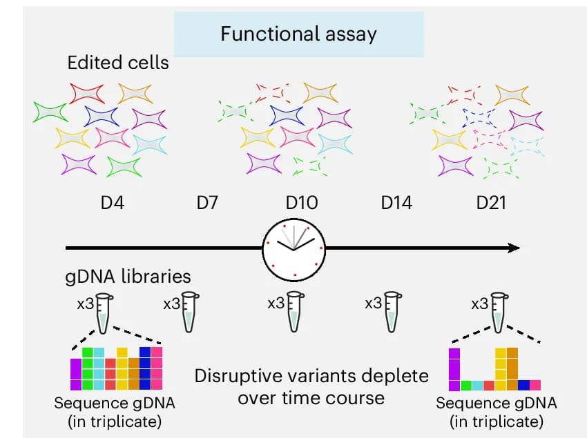 Open access visualization of Workflow, Cell Culture, Pellets, Genomic DNA