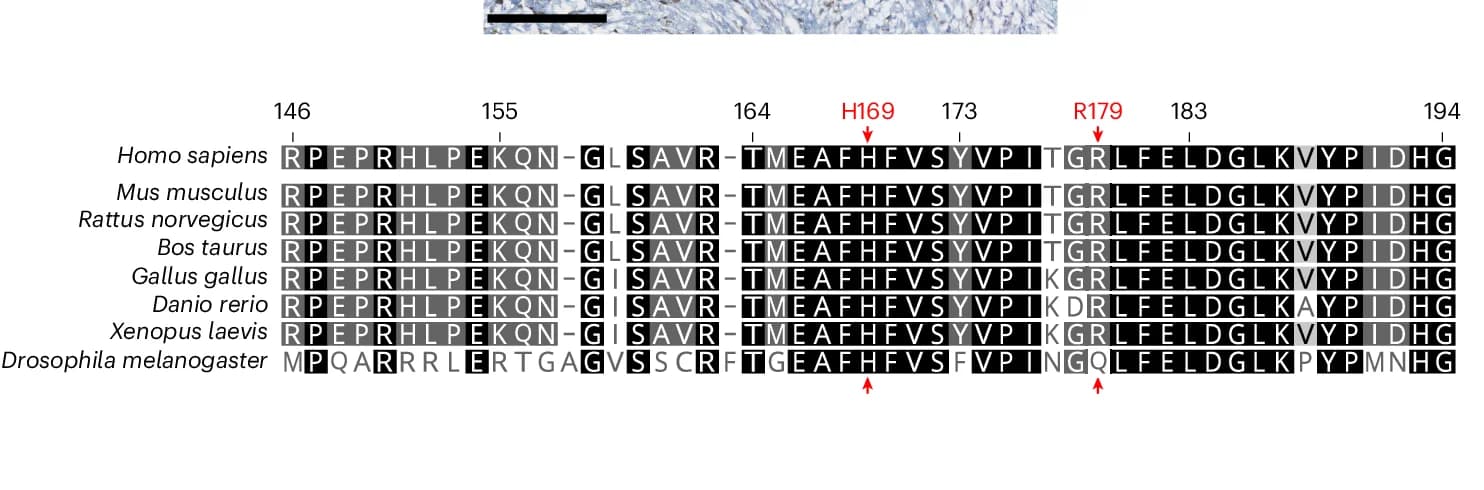 Open access visualization of Microscopy, Gel, Multiple Sequence Alignment, Exon 7, BAP1 Orthologs