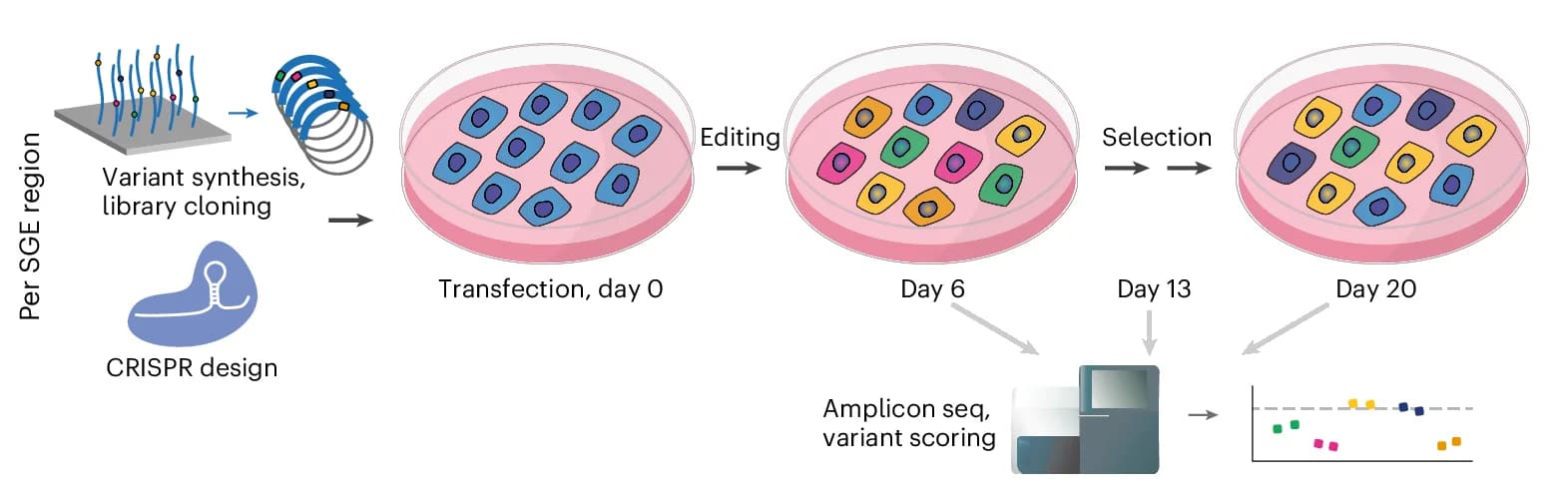 Open access visualization of Workflow, SGE Region, Oligos, SNVs, Genomic Integration