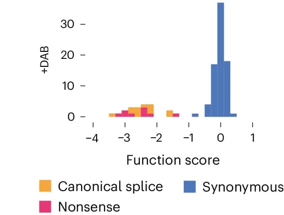 Open access visualization of Histogram, Function Scores, Synonymous SNVs, Nonsense SNVs, Canonical Splice Site SNVs