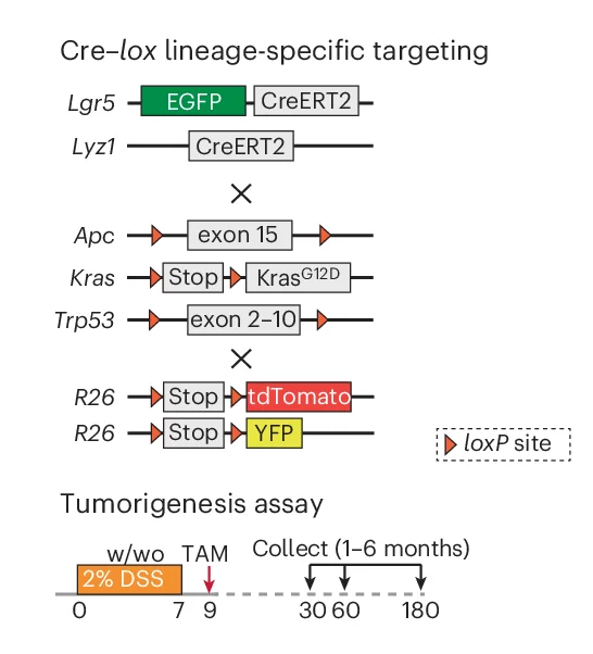 Open access visualization of Workflow, Flowchart, Illustration, Cre-lox Strategy, Apc Mutation