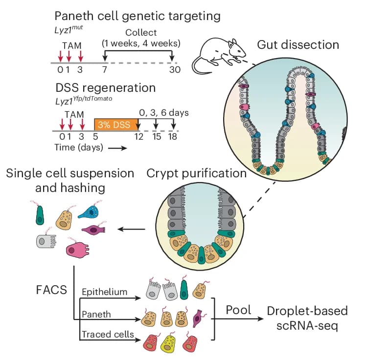 Open access visualization of Workflow, Flowchart, Illustration, Experimental Approach, Genetic Targeting
