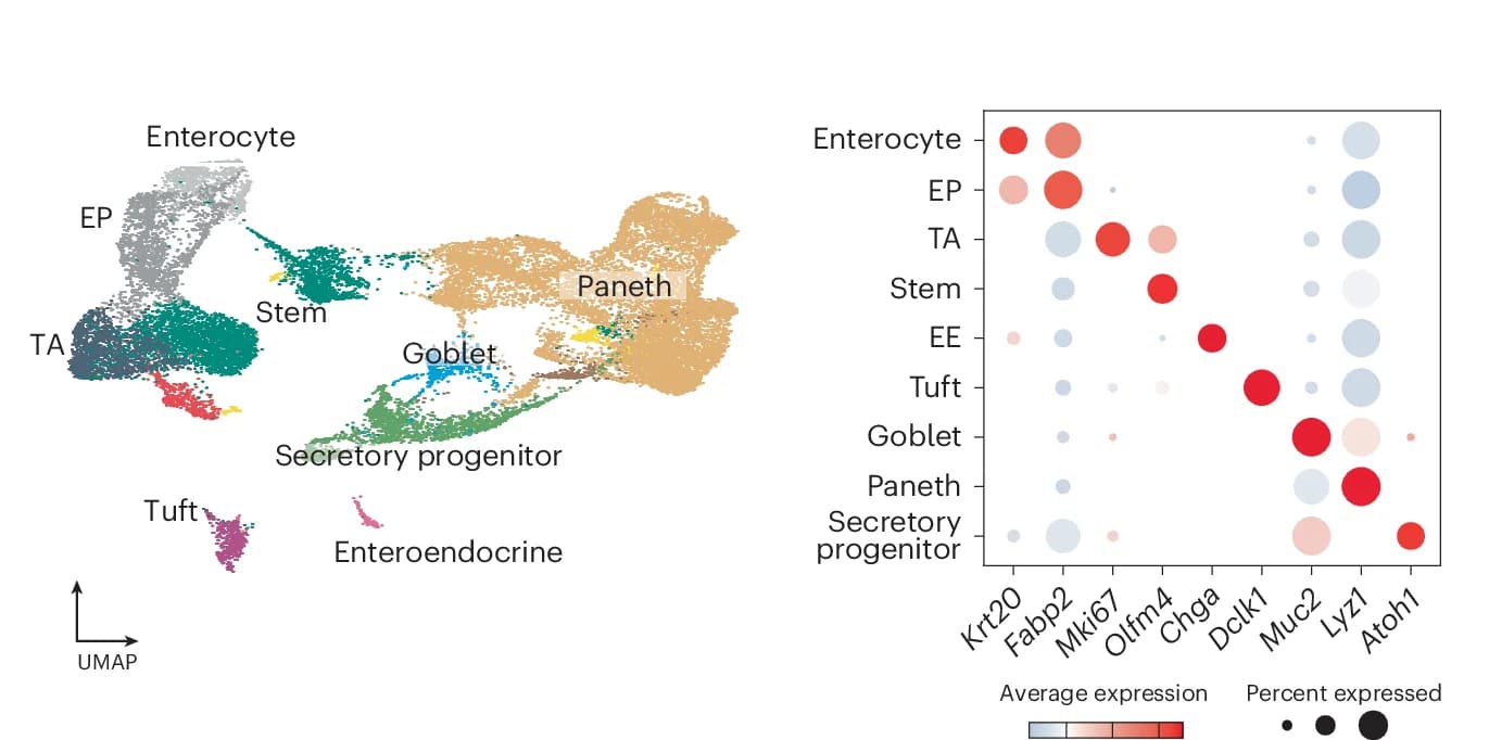 Open access visualization of UMAP, Scatter Plot, Bubble Plot, Heatmap, UMAP Embedding