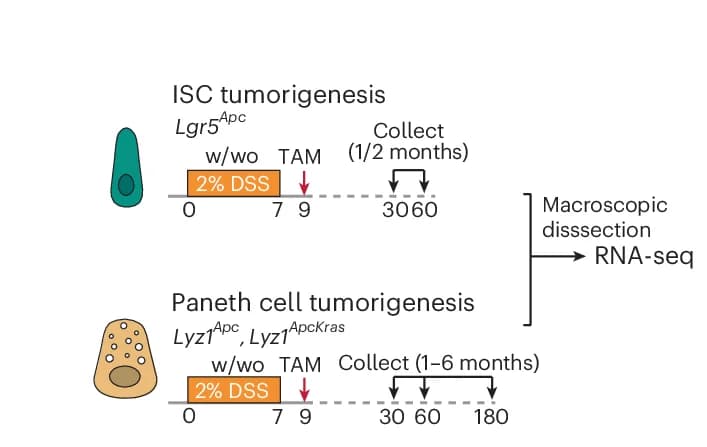 Open access visualization of Workflow, Flowchart, PC-derived Adenomas, Lgr5-derived Adenomas, Experimental Approach