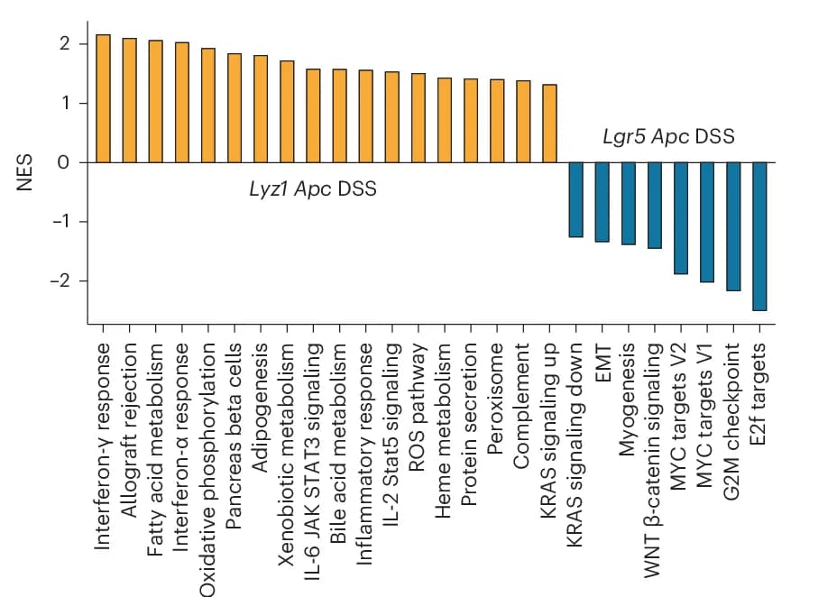 Open access visualization of Bar Plot, GSEA, Paneth-derived Tumors, ISC-derived Tumors, IBD-CRC