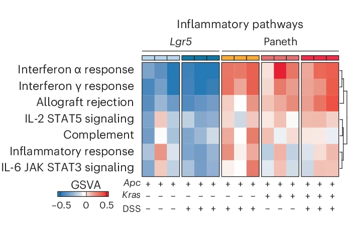 Open access visualization of Heatmap, Clustered, Inflammatory Pathways, GSVA