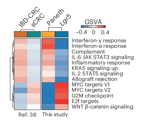 Open access visualization of Heatmap, Clustered, GSVA Scores, Tumor Groups, Mouse Tumors
