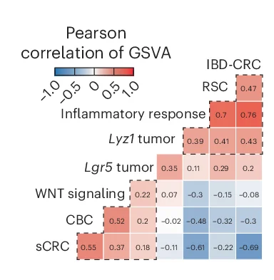 Open access visualization of Heatmap, Sporadic Colon Cancer, CRC Tumors, Pearson Correlations, GSVA Scores