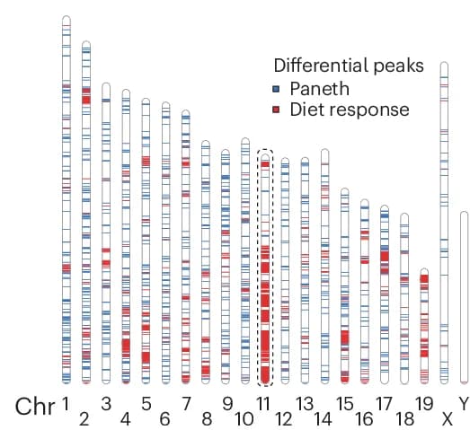 Open access visualization of Manhattan Plot, Ideogram, Mouse Chromosomes, Differential Peaks, Diet Response