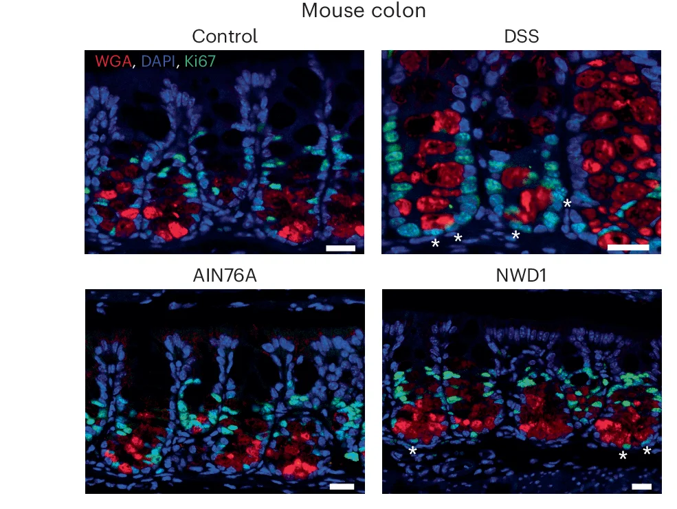 Open access visualization of Microscopy, Colonic Tissues, DSS, AIN-76A, NWD1