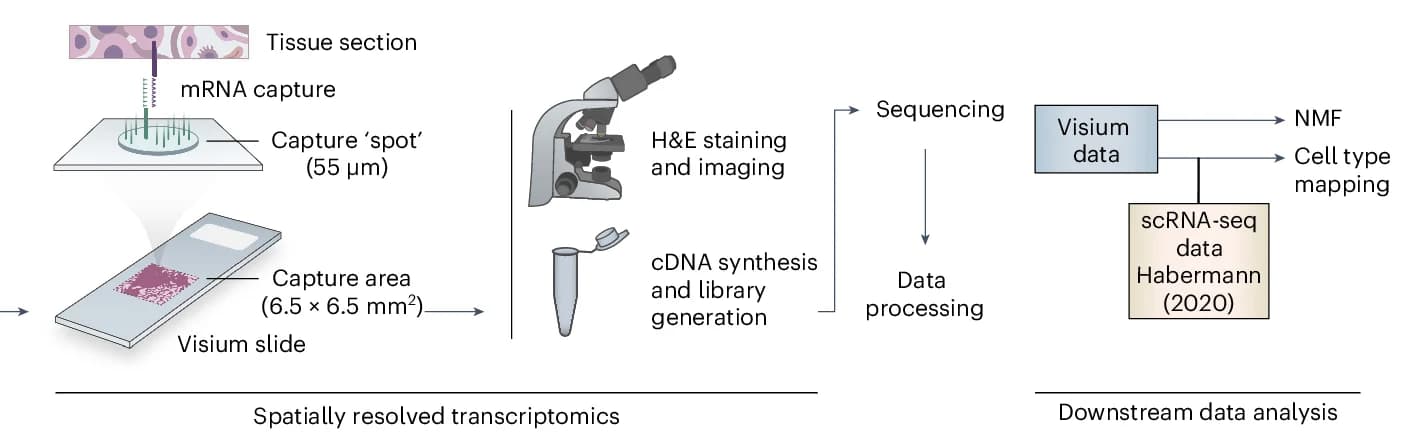 Open access visualization of Workflow, Illustration, Visium Workflow, Data Processing, NMF