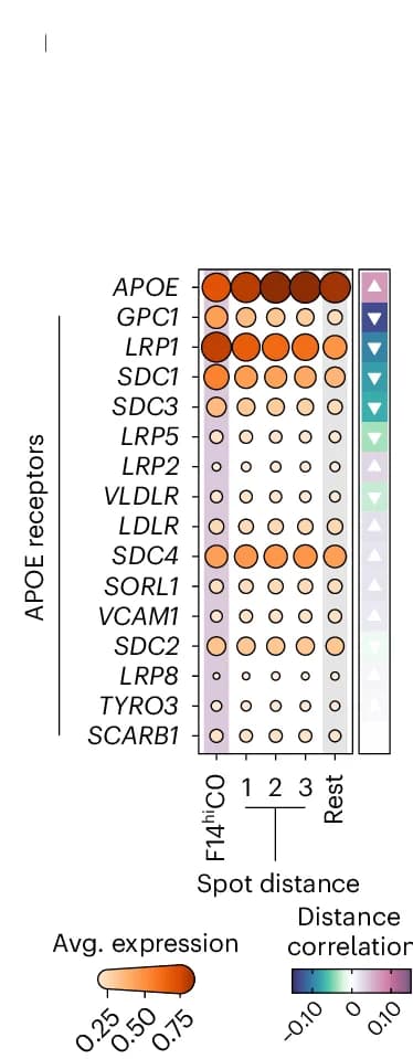 Open access visualization of Bubble Plot, Scatter Plot, APOE Expression, Receptors, F14 Active Spots